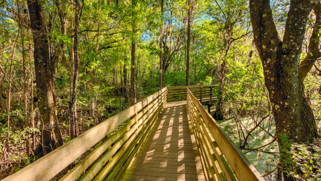 Hiking pathway at Lettuce Lake Park Tampa, FL